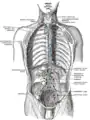 Ganglions lymphatiques profonds et vaisseaux du thorax et de l'abdomen (schéma).