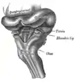 Cerveau postérieur d'un embryon humain de trois mois, vu de l'arrière et partiellement du côté gauche.