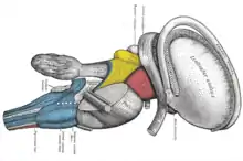 Dissection du tronc cérébral. Vue latérale.