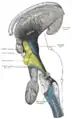 Dissection profonde du tronc cérébral. Vue latérale.