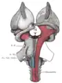 Dissection profonde du tronc cérébral. Vue ventrale.