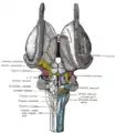 Vue dorsale d'une dissection du tronc cérébral.