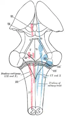 Les noyaux des nerfs crâniens représentés schématiquement ; vue dorsale. Noyaux moteurs en rouge ; sensoriel en bleu.