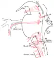 Noyaux d'origine des nerfs moteurs crâniens représentés schématiquement ; vue latérale.