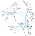 Noyaux terminaux primaires des nerfs crâniens afférents (sensitifs) représentés schématiquement ; vue latérale.