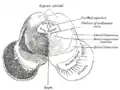 Coupe transversale du mésencéphale au niveau des colliculi inférieurs.