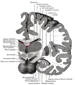 Section coronale du cerveau, juste en avant du pont.