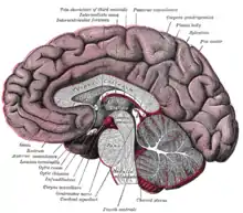 Coupe sagittale médiane du cerveau.