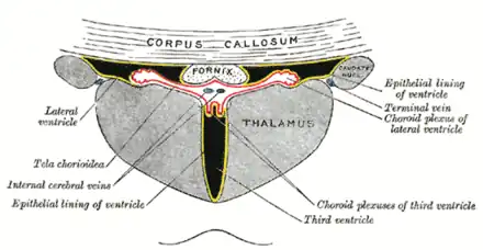 Section coronaire du ventricule latéral et du troisième ventricule.