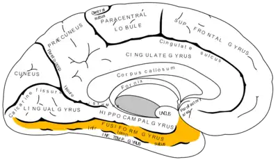Gyrus occipito-temporal de l'hémisphère droit, nommé ici par Gray « gyrus fusiforme ».