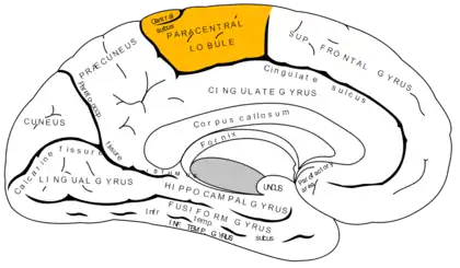 représentation en coupe de l'hémisphère gauche du cerveau