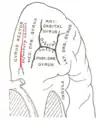 Schéma de la face orbitale du lobe frontal montant le sillon olfactif en rouge.