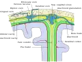 Représentation schématique d'une coupe du haut du crâne, montrant les membranes du cerveau.