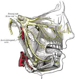 Branches du nerf trijumeau. Le nerf zygomatique est visible en se ramifiant à partir du nerf maxillaire et en entrant dans l'orbite.