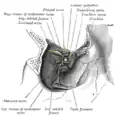 Dissection montrant les origines des muscles oculaires droits et des nerfs pénétrant par la fissure orbitaire supérieure.