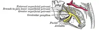 Le parcours et les connexions du nerf facial dans l'os temporal.