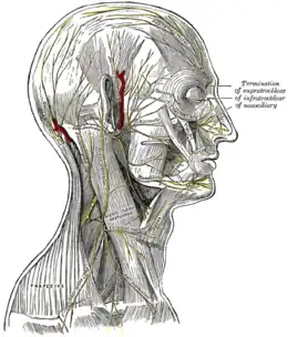 Les nerfs du cuir chevelu, du visage et du côté du cou.