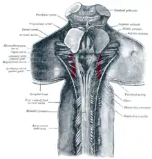 La partie supérieure de moelle épinière et le milieu du cerveau; aspect postérieure, exposée in situ.