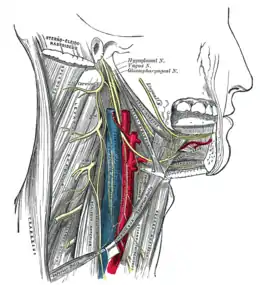 Le nerf grand hypoglosse, nerf moteur du hyo-glosse.