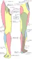 Zones d'innervation cutanée fournies par les nerfs de la jambe.