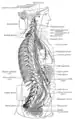 La chaîne sympathique droite et ses connexions avec les plexus thoracique, abdominal et pelvien.