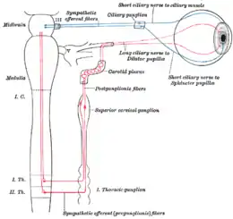 Connexions sympathiques des ganglions ciliaires et cervicaux supérieurs (rouge) [Voie parasympathique en bleu]