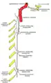 Diagramme du système sympathique cervical.