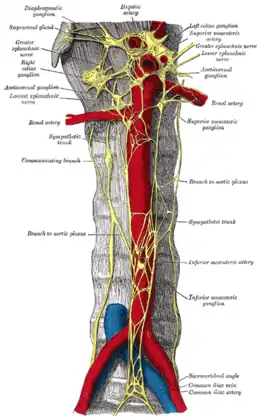 Portion abdominale de la chaîne sympathique, avec les plexus cœliaque et hypogastrique.