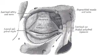 Vue antérieure de l'orbite et des plaques du tarse. Le nerf lacrymal est visible sortant de l'orbite de manière supérolatérale après avoir alimenté la glande lacrymale.