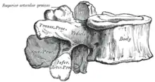 Vue latérale d'une vertèbre lombaire typique.