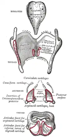 Cartilages du larynx : vue postérieure.