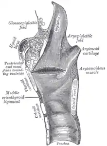 Section sagittale du larynx et de la partie supérieure de la trachée.