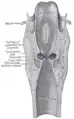 Coupe sagittale du larynx et de la trachée