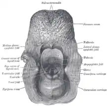 Entrée du larynx, vue postérieure.