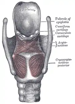 Muscles du larynx. Vue postérieure.