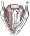 Muscles du larynx, vus de dessus.