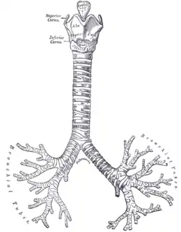 Schéma anatomique noir et blanc d'un larynx.