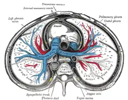 Illustration (Gray’s Anatomy) représentant une coupe du médiastin.