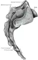 Vue latérale du sacrum et du coccyx.