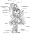 Embryon humain âgé d'une quinzaine de jours. Cerveau et coeur représentés du côté droit. Tube digestif et sac vitellin en coupe médiane.