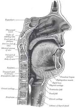 Section sagittale du nez, de la bouche du pharynx et du larynx.