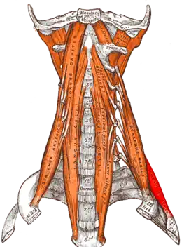le muscle scalène postérieur.