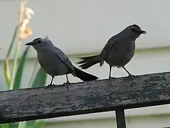 Mère et juvénile.