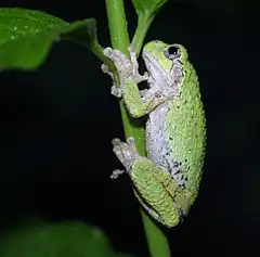 Description de l'image Gray tree frog.jpg.