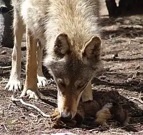 Image illustrative de l’article Colorado Wolf and Wildlife Center