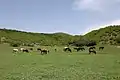 Animaux au pâturage dans le village de Debet