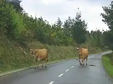 Photo couleur de vaches fauves déambulant sur une route goudronnée encaissée entre des talus plantés de conifères.