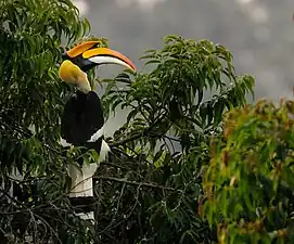 Le Calao bicorne est un oiseau proche du toucan.