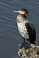 Great Cormorant, Abou Dabi, UAE