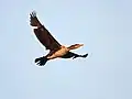 Jeune volant en Kolkata, Bengale-Occidental, Inde.